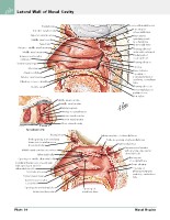 Frank H. Netter, MD - Atlas of Human Anatomy (6th ed ) 2014, page 53
